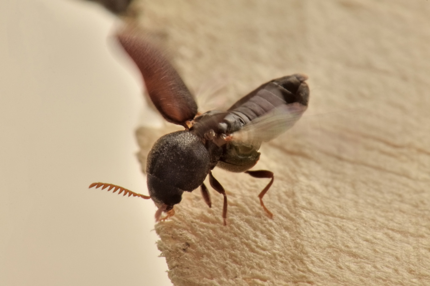 Anobiidae: Ptilinus fuscus? Sì, femmina.